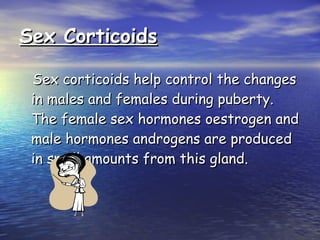 Sex Corticoids Sex corticoids help control the changes in males and females during puberty. The female sex hormones oestrogen and male hormones androgens are produced in small amounts from this gland. 