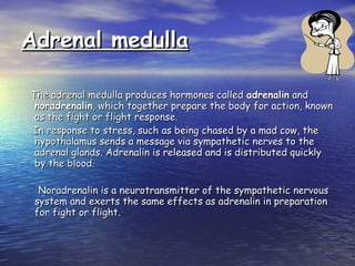 Adrenal medulla The adrenal medulla produces hormones called  adrenalin  and  noradrenalin , which together prepare the body for action, known as the fight or flight response.  In response to stress, such as being chased by a mad cow, the hypothalamus sends a message via sympathetic nerves to the adrenal glands. Adrenalin is released and is distributed quickly by the blood. Noradrenalin is a neurotransmitter of the sympathetic nervous system and exerts the same effects as adrenalin in preparation for fight or flight. 