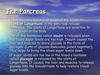 The Pancreas To maintain the balance of sugar in the blood the  islets of Langerhans  in the pancreas release hormones. The islets of Langerhans are sensitive to sugar levels in the body. One of the hormones called  insulin  is released when the blood sugar levels are too high. Insulin causes the liver and muscles to store glucose in the form of glycogen. (Lots of glucose molecules joined together). This helps to bring the blood sugar levels down. If sugar   levels are too low in the blood a hormone called  glucagon  is released by the islets of Langerhans. It causes the liver and muscles to release glucose into the bloodstream to help restore blood sugar levels. 