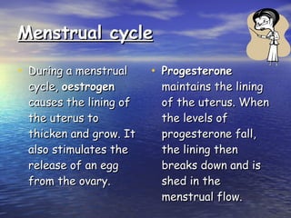 Menstrual cycle During a menstrual cycle,  oestrogen  causes the lining of the uterus to thicken and grow. It also stimulates the release of an egg from the ovary. Progesterone  maintains the lining of the uterus. When the levels of progesterone fall, the lining then breaks down and is shed in the menstrual flow. 