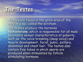 The Testes Testes are found in the groin area of the male in a sac called the scrotum.  The testes produce the hormone  testosterone , which is responsible for all male secondary sexual characteristics at puberty, such as, the voice breaking (deep voice) and muscle development, facial, pubic, axillary, abdominal and chest hair. The testes also contain fine tubes in which sperm are produced when stimulated by follicle stimulating hormone. 