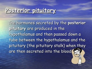 Posterior pituitary The hormones secreted by the  posterior pituitary  are produced in the hypothalamus and then passed down a tube between the hypothalamus and the pituitary (the pituitary stalk) when they are then secreted into the blood. 
