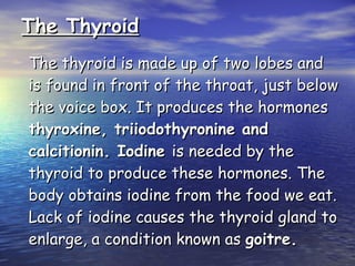 The Thyroid The thyroid is made up of two lobes and is found in front of the throat, just below the voice box. It produces the hormones  thyroxine, triiodothyronine and calcitionin. Iodine  is needed by the thyroid to produce these hormones. The body obtains iodine from the food we eat. Lack of iodine causes the thyroid gland to enlarge, a condition known as  goitre . 