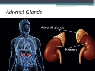 Adrenal Glands

 