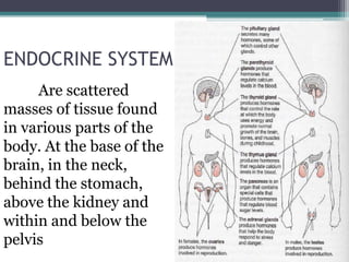 ENDOCRINE SYSTEM
Are scattered
masses of tissue found
in various parts of the
body. At the base of the
brain, in the neck,
behind the stomach,
above the kidney and
within and below the
pelvis

 