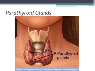 Parathyroid Glands

 