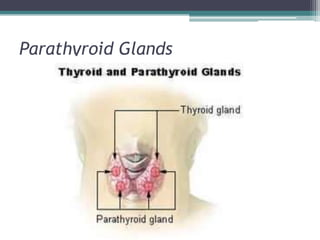 Parathyroid Glands

 