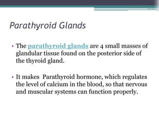 Parathyroid Glands
• The parathyroid glands are 4 small masses of
glandular tissue found on the posterior side of
the thyroid gland.
• It makes Parathyroid hormone, which regulates
the level of calcium in the blood, so that nervous
and muscular systems can function properly.

 