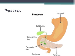 Pancreas

 