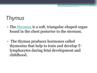 Thymus
• The thymus is a soft, triangular-shaped organ
found in the chest posterior to the sternum.

• The thymus produces hormones called
thymosins that help to train and develop Tlymphocytes during fetal development and
childhood.

 