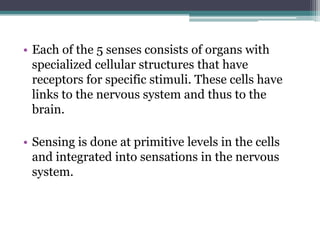 • Each of the 5 senses consists of organs with
specialized cellular structures that have
receptors for specific stimuli. These cells have
links to the nervous system and thus to the
brain.

• Sensing is done at primitive levels in the cells
and integrated into sensations in the nervous
system.

 