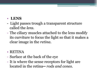 • LENS
- Light passes trough a transparent structure
called the lens.
- The ciliary muscles attached to the lens modify
its curviture to focus the light so that it makes a
clear image in the retina.
• RETINA
- Surface at the back of the eye
- It is where the sense receptors for light are
located in the retina─ rods and cones.

 