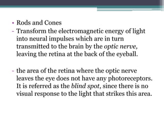 • Rods and Cones
- Transform the electromagnetic energy of light
into neural impulses which are in turn
transmitted to the brain by the optic nerve,
leaving the retina at the back of the eyeball.

- the area of the retina where the optic nerve
leaves the eye does not have any photoreceptors.
It is referred as the blind spot, since there is no
visual response to the light that strikes this area.

 