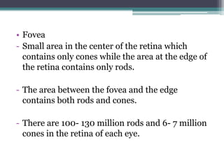 • Fovea
- Small area in the center of the retina which
contains only cones while the area at the edge of
the retina contains only rods.
- The area between the fovea and the edge
contains both rods and cones.
- There are 100- 130 million rods and 6- 7 million
cones in the retina of each eye.

 