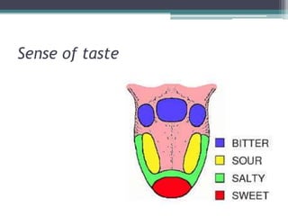 Sense of taste

 