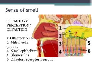 Sense of smell
OLFACTORY
PERCEPTION/
OLFACTION

1: Olfactory bulb
2: Mitral cells
3: bone
4: Nasal epithelium
5: Glomerulus
6: Olfactory receptor neurons

 