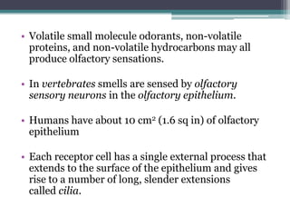• Volatile small molecule odorants, non-volatile
proteins, and non-volatile hydrocarbons may all
produce olfactory sensations.
• In vertebrates smells are sensed by olfactory
sensory neurons in the olfactory epithelium.

• Humans have about 10 cm2 (1.6 sq in) of olfactory
epithelium
• Each receptor cell has a single external process that
extends to the surface of the epithelium and gives
rise to a number of long, slender extensions
called cilia.

 