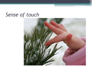 Sense of touch

 