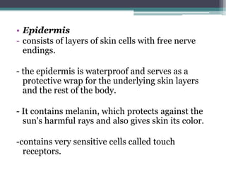 • Epidermis
- consists of layers of skin cells with free nerve
endings.
- the epidermis is waterproof and serves as a
protective wrap for the underlying skin layers
and the rest of the body.
- It contains melanin, which protects against the
sun's harmful rays and also gives skin its color.
-contains very sensitive cells called touch
receptors.

 