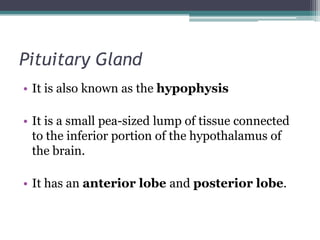 Pituitary Gland
• It is also known as the hypophysis
• It is a small pea-sized lump of tissue connected
to the inferior portion of the hypothalamus of
the brain.
• It has an anterior lobe and posterior lobe.

 