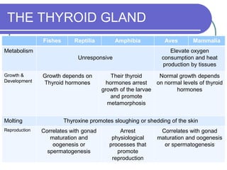 The endocrine system final | PPTX