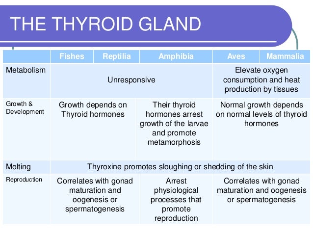 The endocrine system final