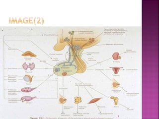 ENDOCRINE SYSTEM HISTOLOGY FOR MEDICAL STUDENT IN DETAIL PDF | PDF