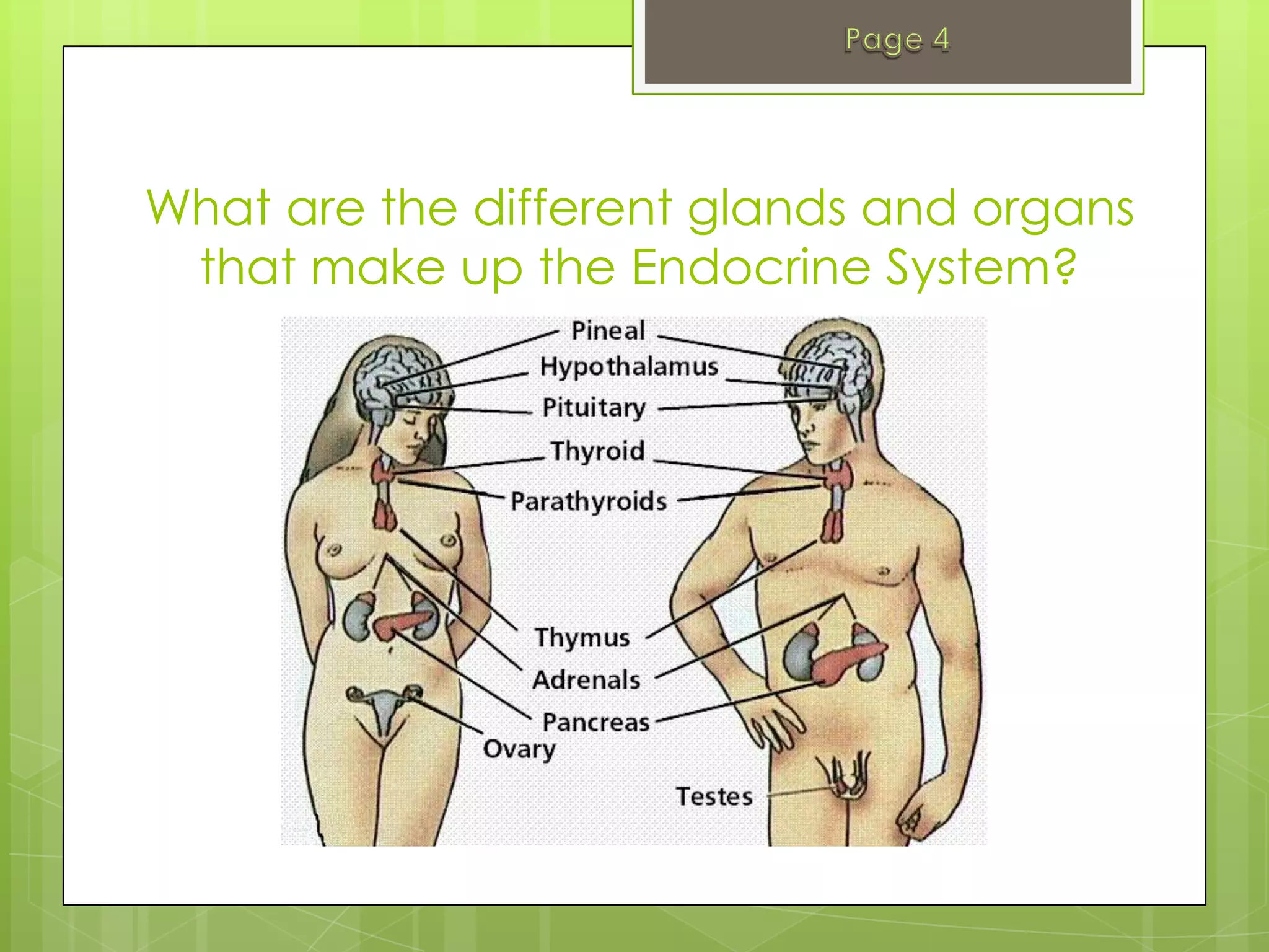 What are the different glands and organs
 that make up the Endocrine System?
 