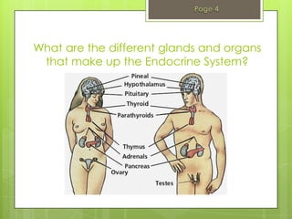 What are the different glands and organs
 that make up the Endocrine System?
 