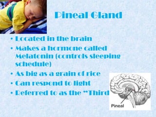 Pineal Gland Located in the brain Makes a hormone called Melatonin (controls sleeping schedule) As big as a grain of rice Can respond to light Referred to as the “Third Eye” 