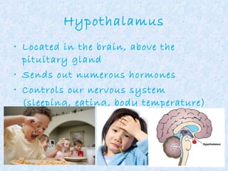 Hypothalamus Located in the brain, above the pituitary gland Sends out numerous hormones Controls our nervous system (sleeping, eating, body temperature) 