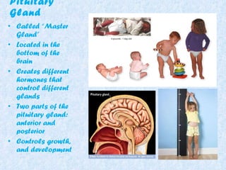Pituitary Gland Called “Master Gland” Located in the bottom of the brain Creates different hormones that control different glands Two parts of the pituitary gland: anterior and posterior Controls growth, and development 