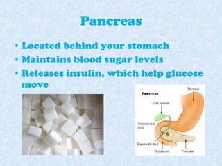 Pancreas Located behind your stomach Maintains blood sugar levels Releases insulin, which help glucose move 