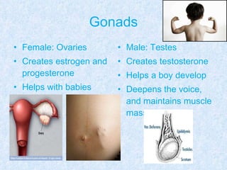 Gonads Female: Ovaries Creates estrogen and progesterone Helps with babies Male: Testes Creates testosterone Helps a boy develop Deepens the voice, and maintains muscle mass 
