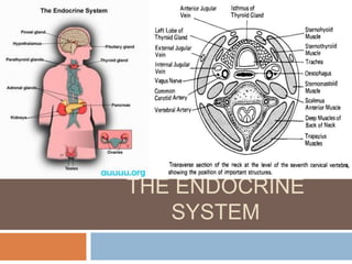 THE ENDOCRINE
   SYSTEM
 