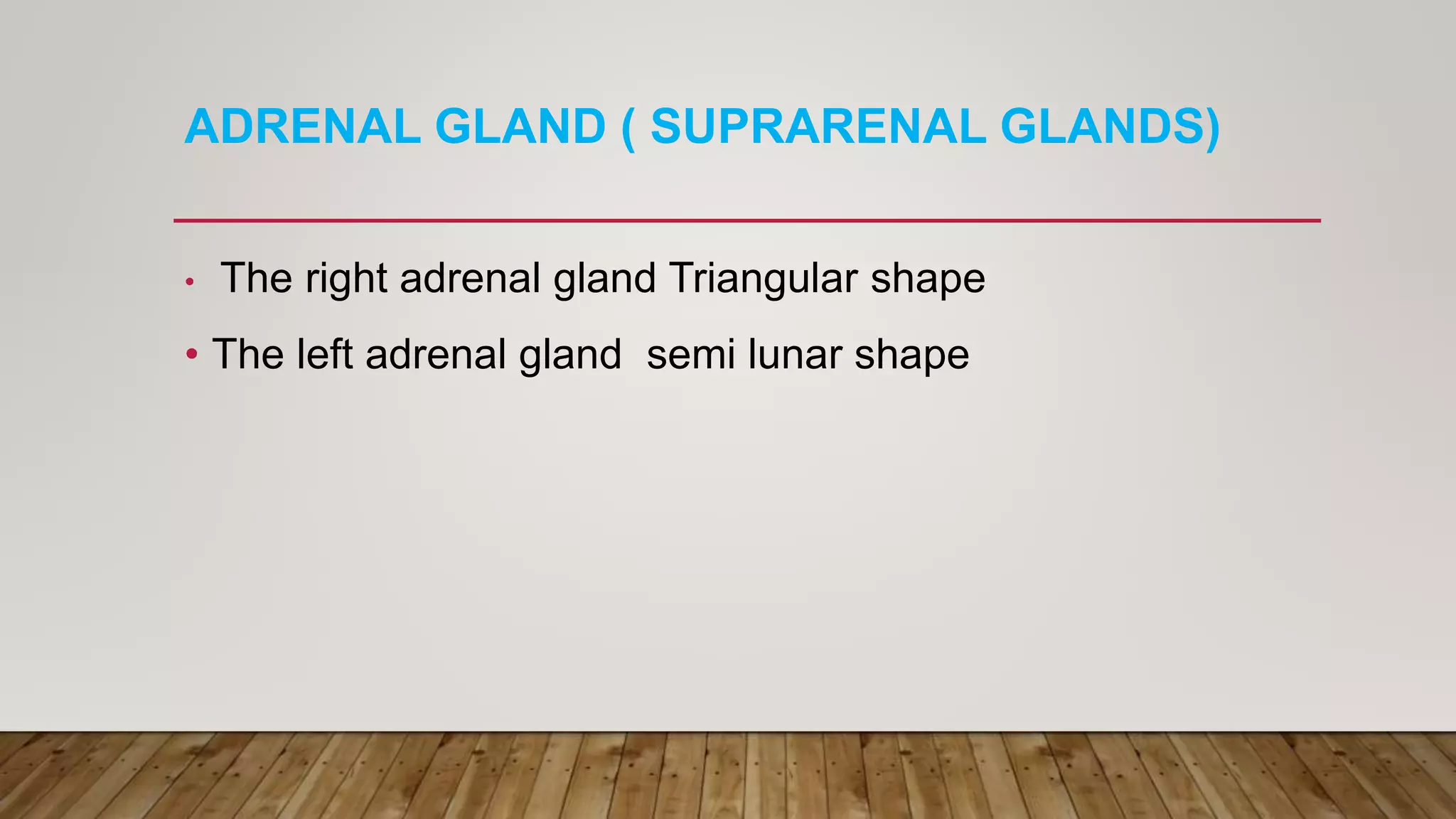 ADRENAL GLAND ( SUPRARENAL GLANDS)
• The right adrenal gland Triangular shape
• The left adrenal gland semi lunar shape
 