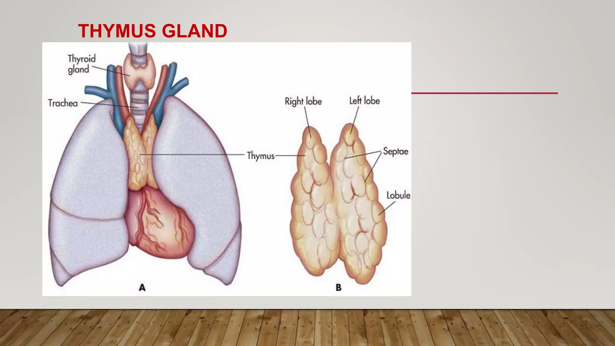 THYMUS GLAND
 