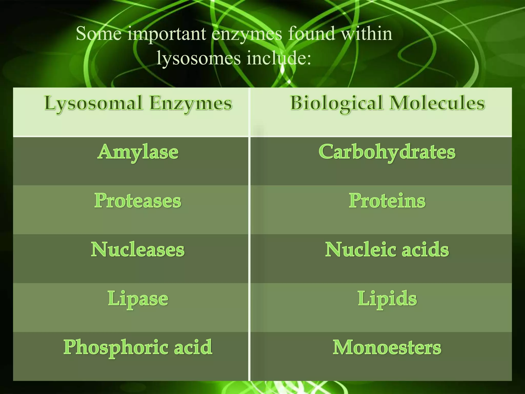 Some important enzymes found within
lysosomes include:
 