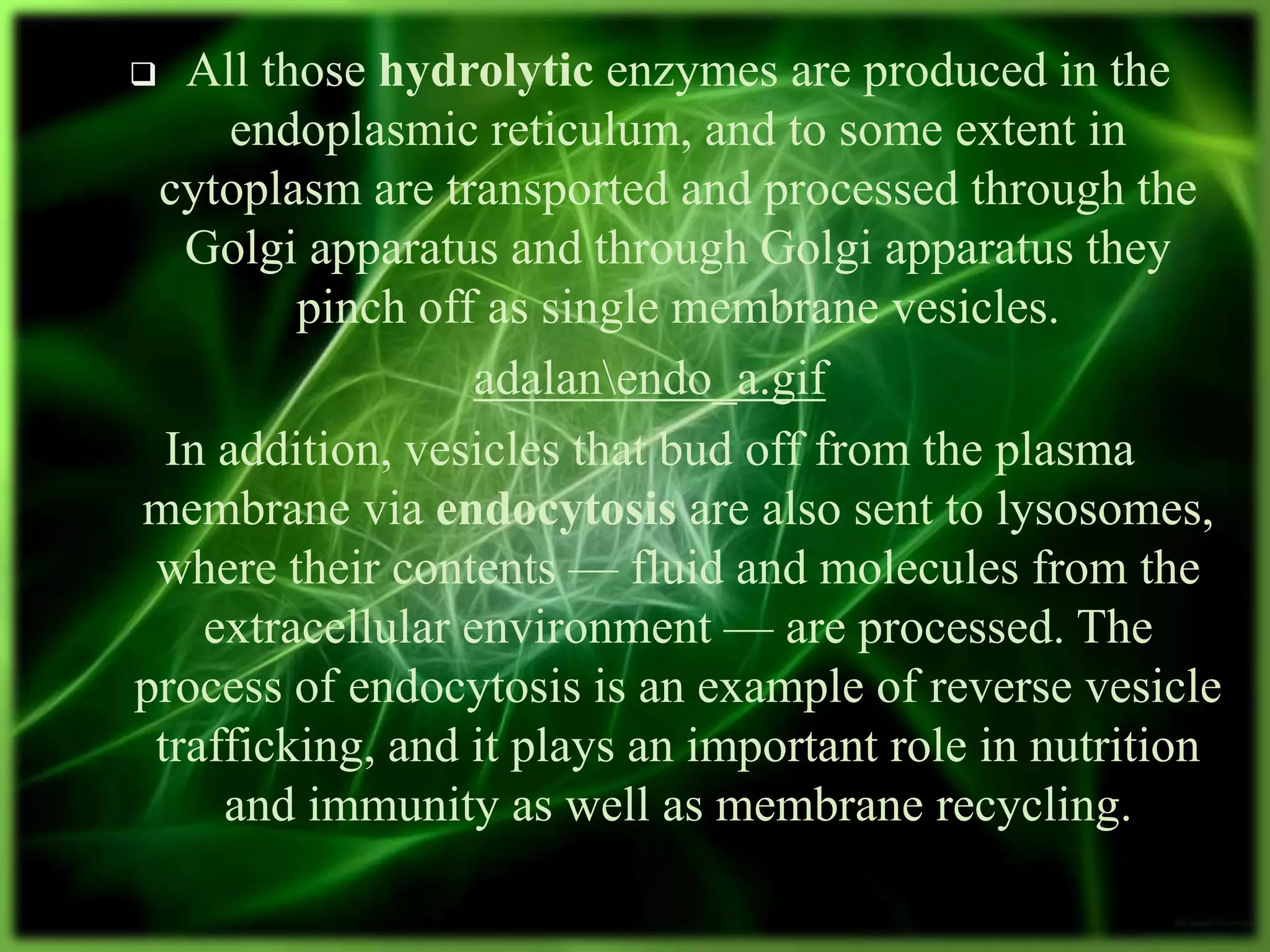  All those hydrolytic enzymes are produced in the
endoplasmic reticulum, and to some extent in
cytoplasm are transported and processed through the
Golgi apparatus and through Golgi apparatus they
pinch off as single membrane vesicles.
adalanendo_a.gif
In addition, vesicles that bud off from the plasma
membrane via endocytosis are also sent to lysosomes,
where their contents — fluid and molecules from the
extracellular environment — are processed. The
process of endocytosis is an example of reverse vesicle
trafficking, and it plays an important role in nutrition
and immunity as well as membrane recycling.
 