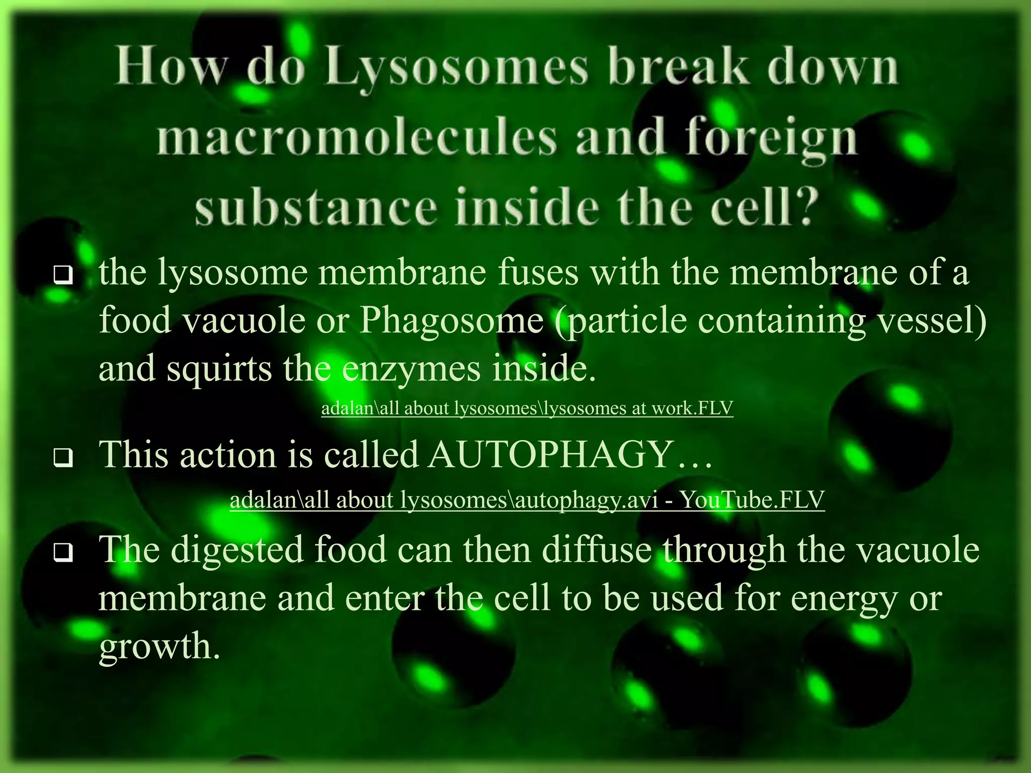  the lysosome membrane fuses with the membrane of a
food vacuole or Phagosome (particle containing vessel)
and squirts the enzymes inside.
adalanall about lysosomeslysosomes at work.FLV
 This action is called AUTOPHAGY…
adalanall about lysosomesautophagy.avi - YouTube.FLV
 The digested food can then diffuse through the vacuole
membrane and enter the cell to be used for energy or
growth.
 