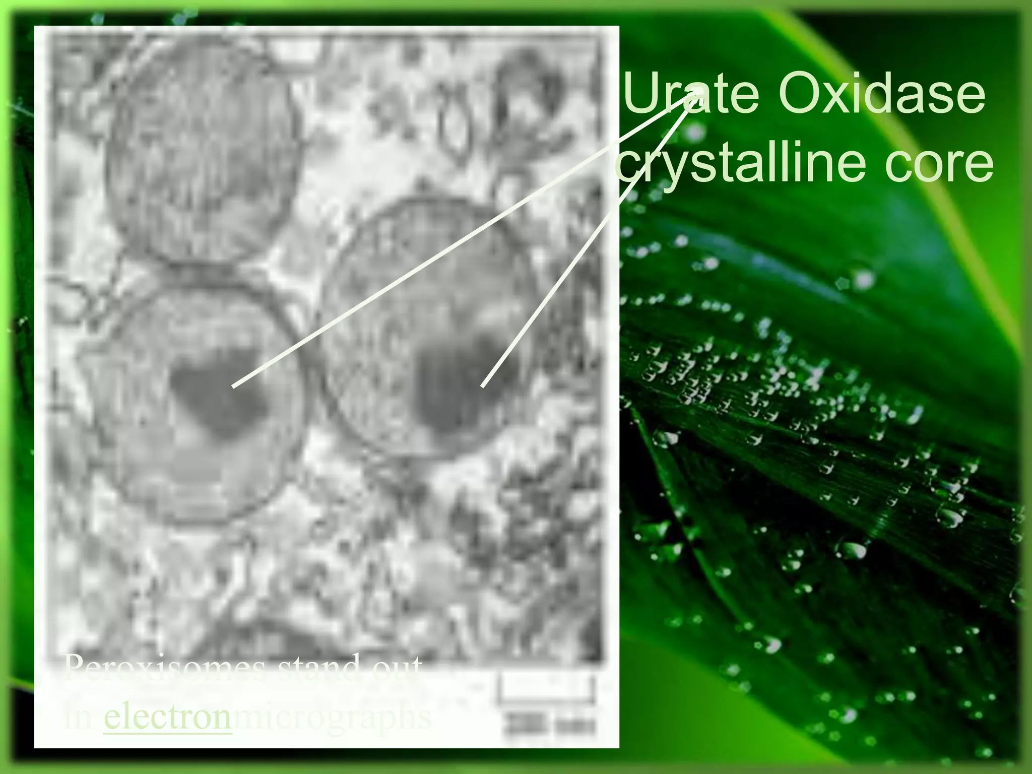 Peroxisomes stand out
in electronmicrographs
Urate Oxidase
crystalline core
 