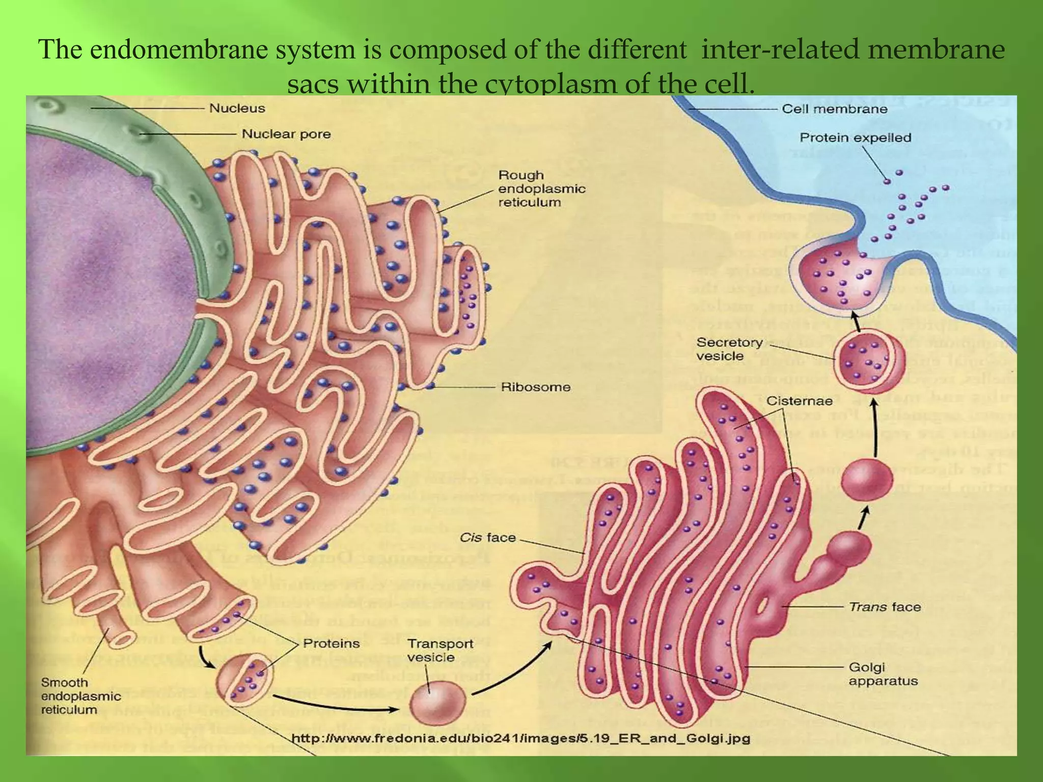 The endomembrane system is composed of the different inter-related membrane
sacs within the cytoplasm of the cell.
 