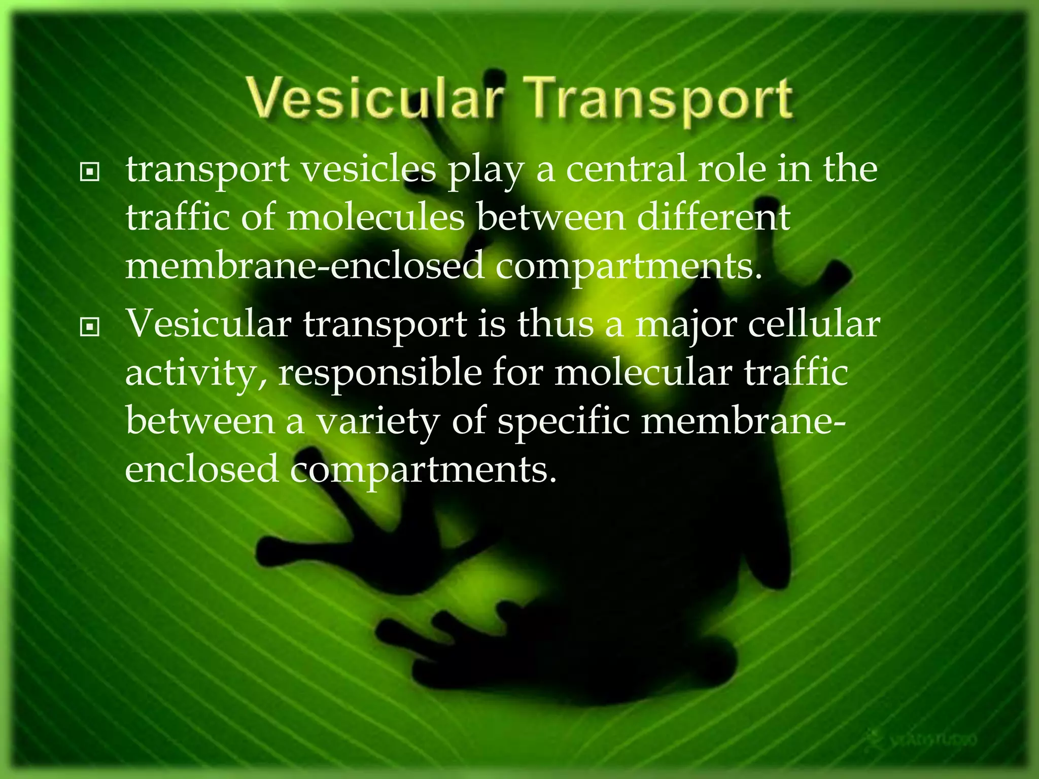  transport vesicles play a central role in the
traffic of molecules between different
membrane-enclosed compartments.
 Vesicular transport is thus a major cellular
activity, responsible for molecular traffic
between a variety of specific membrane-
enclosed compartments.
 