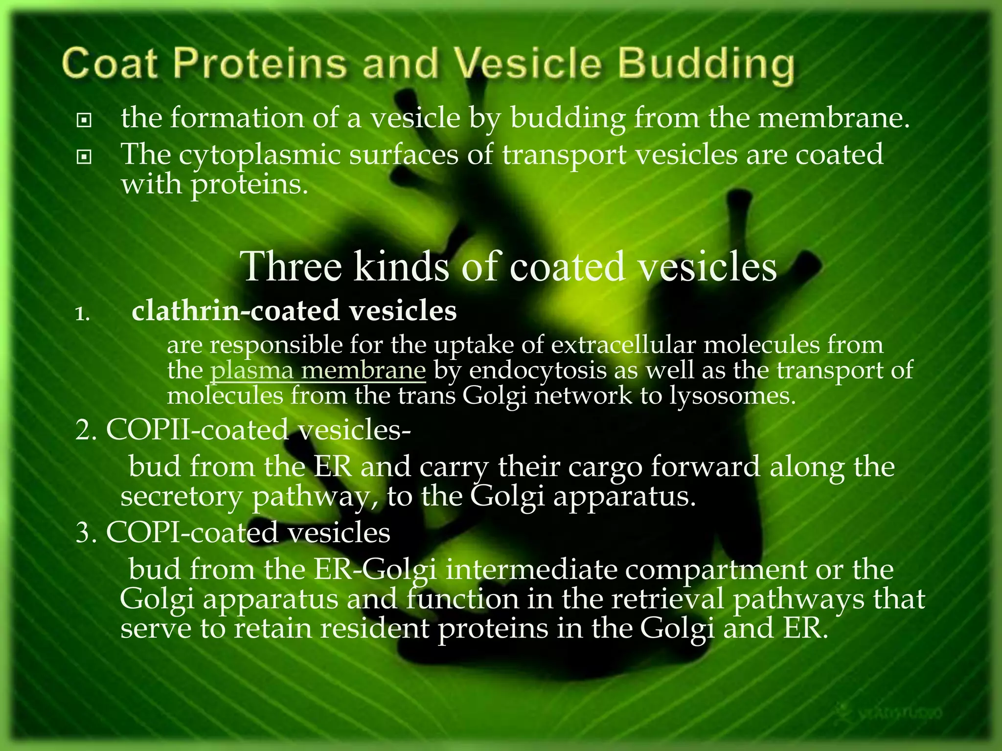 the formation of a vesicle by budding from the membrane.
 The cytoplasmic surfaces of transport vesicles are coated
with proteins.
Three kinds of coated vesicles
1. clathrin-coated vesicles
are responsible for the uptake of extracellular molecules from
the plasma membrane by endocytosis as well as the transport of
molecules from the trans Golgi network to lysosomes.
2. COPII-coated vesicles-
bud from the ER and carry their cargo forward along the
secretory pathway, to the Golgi apparatus.
3. COPI-coated vesicles
bud from the ER-Golgi intermediate compartment or the
Golgi apparatus and function in the retrieval pathways that
serve to retain resident proteins in the Golgi and ER.
 