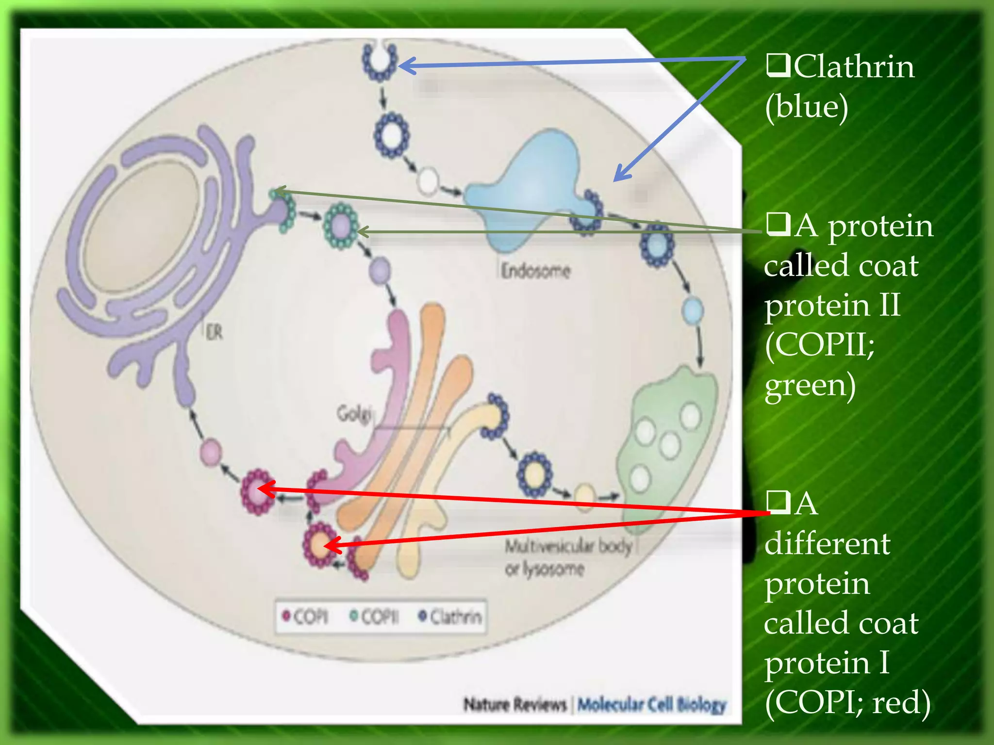 Clathrin
(blue)
A protein
called coat
protein II
(COPII;
green)
A
different
protein
called coat
protein I
(COPI; red)
 