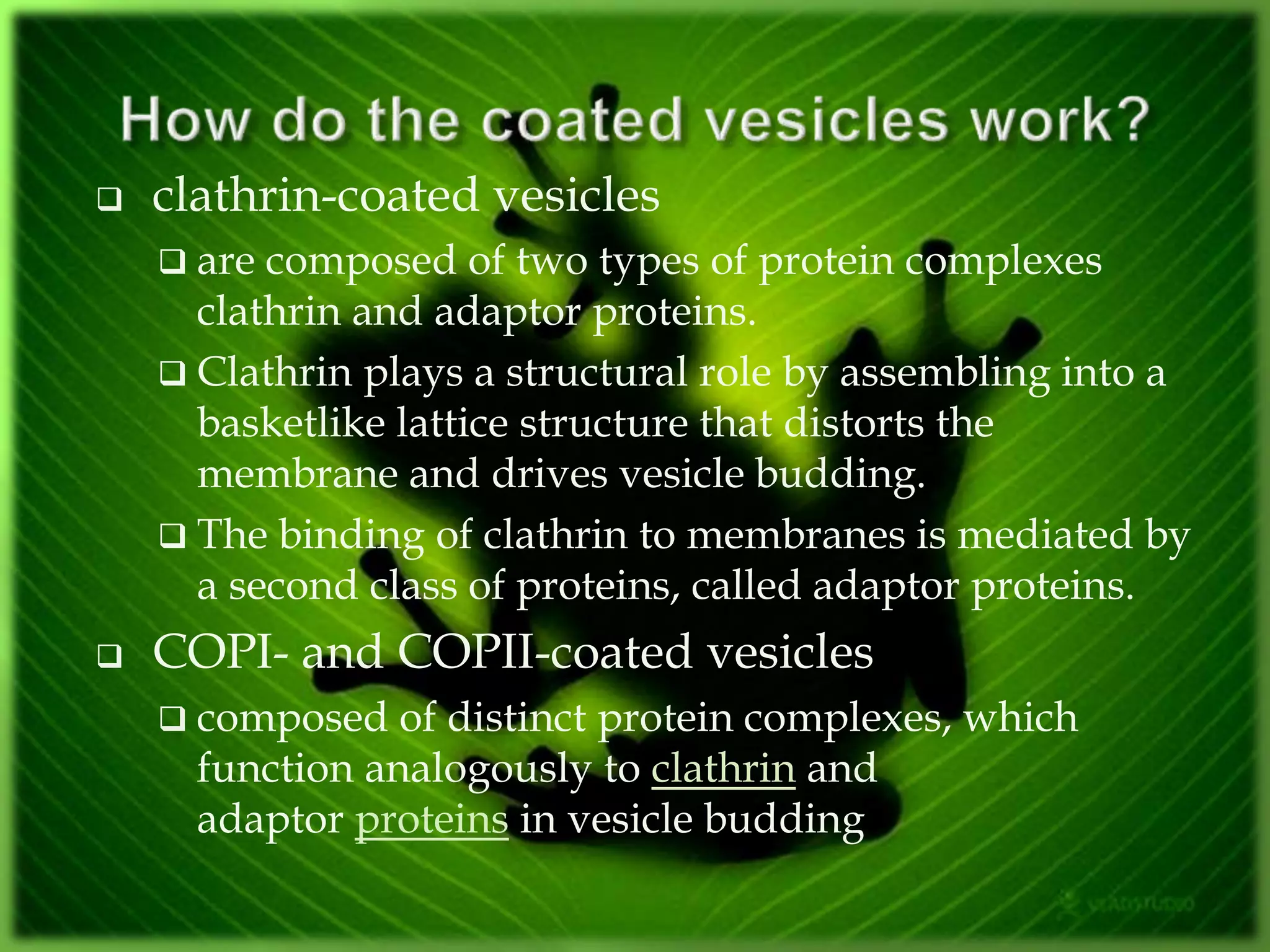  clathrin-coated vesicles
 are composed of two types of protein complexes
clathrin and adaptor proteins.
 Clathrin plays a structural role by assembling into a
basketlike lattice structure that distorts the
membrane and drives vesicle budding.
 The binding of clathrin to membranes is mediated by
a second class of proteins, called adaptor proteins.
 COPI- and COPII-coated vesicles
 composed of distinct protein complexes, which
function analogously to clathrin and
adaptor proteins in vesicle budding
 