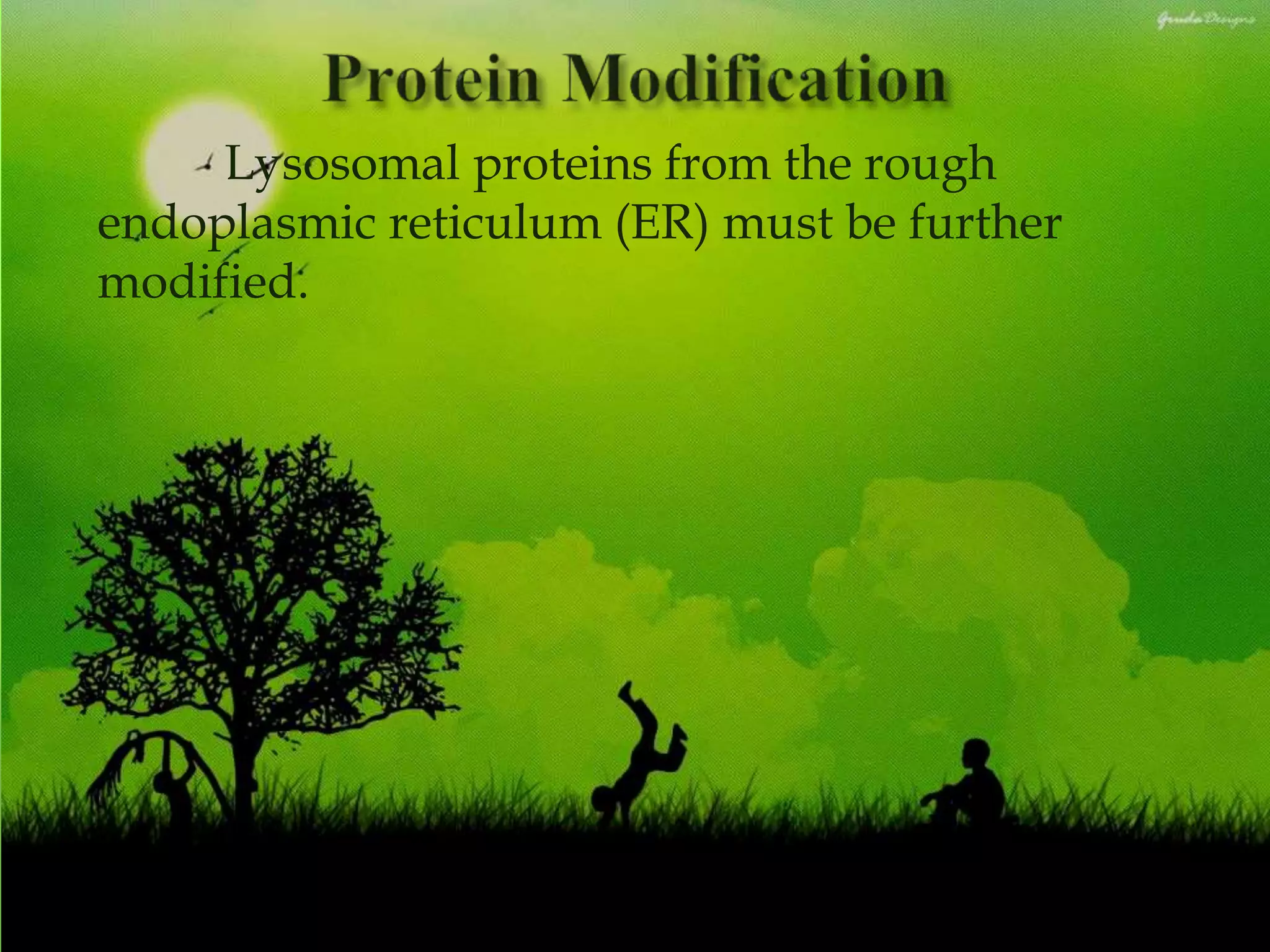 Lysosomal proteins from the rough
endoplasmic reticulum (ER) must be further
modified.
 