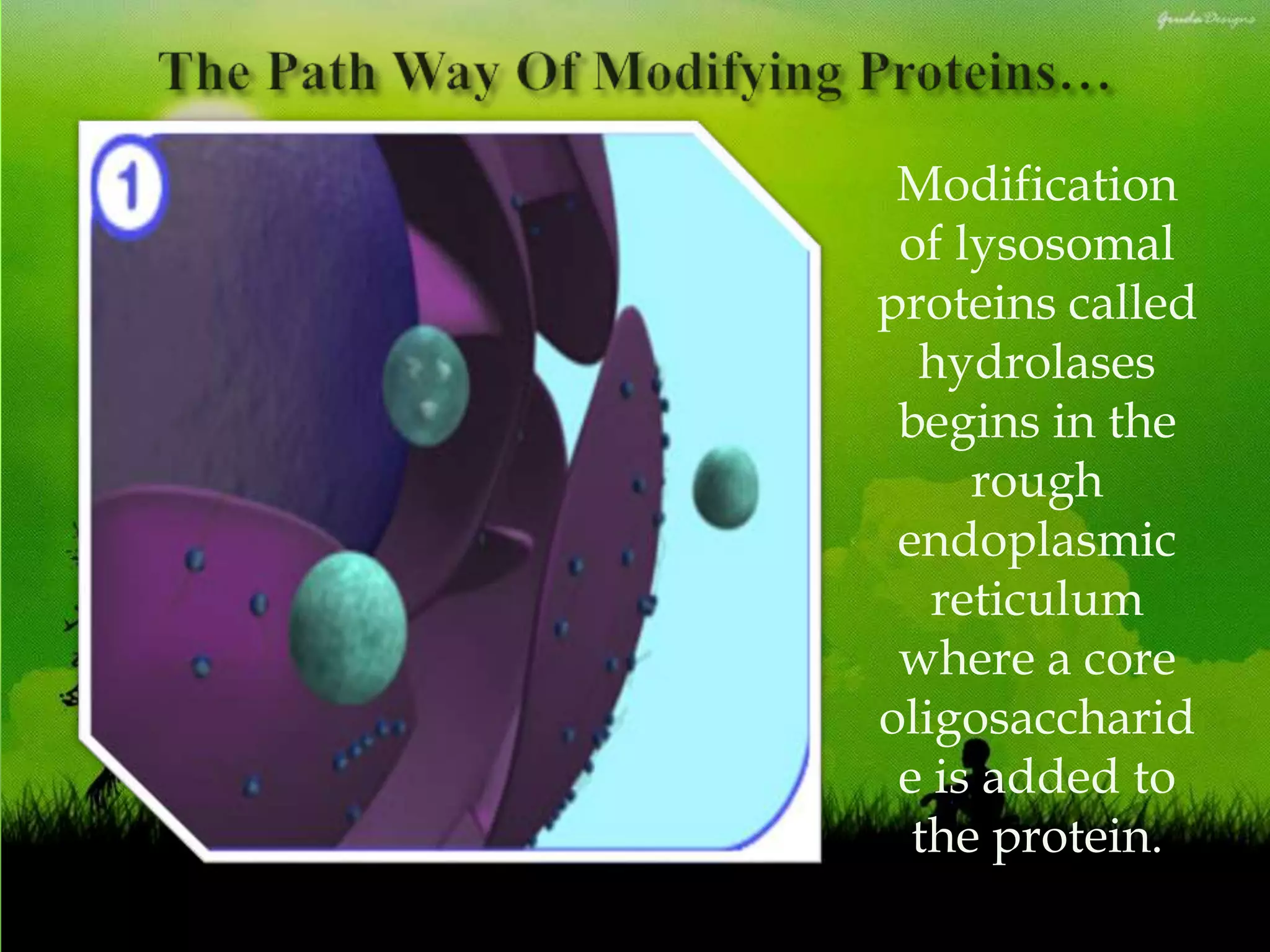 Modification
of lysosomal
proteins called
hydrolases
begins in the
rough
endoplasmic
reticulum
where a core
oligosaccharid
e is added to
the protein.
 