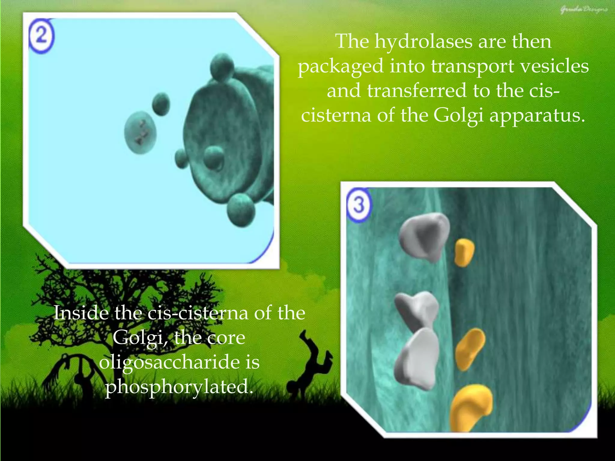 The hydrolases are then
packaged into transport vesicles
and transferred to the cis-
cisterna of the Golgi apparatus.
Inside the cis-cisterna of the
Golgi, the core
oligosaccharide is
phosphorylated.
 