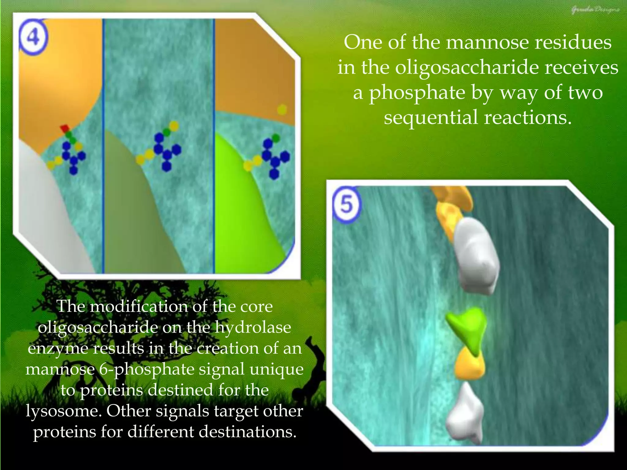 One of the mannose residues
in the oligosaccharide receives
a phosphate by way of two
sequential reactions.
The modification of the core
oligosaccharide on the hydrolase
enzyme results in the creation of an
mannose 6-phosphate signal unique
to proteins destined for the
lysosome. Other signals target other
proteins for different destinations.
 